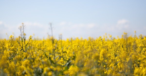 La Nación / En la nueva campaña prevén mejores rendimientos de la canola