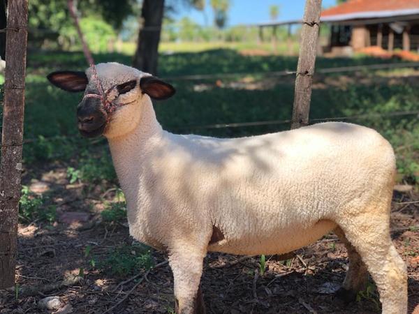 Criadores de Hampshire alistan reproductores para la primera Expo Nacional