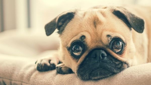 Pet-Go: un emprendimiento pensado para disminuir el estrés de las mascotas (mimados a domicilio)