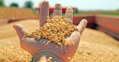 La Nación / La campaña sojera concluye con buena expectativa y precio en alza