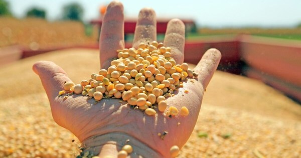 La Nación / La campaña sojera concluye con buena expectativa y precio en alza