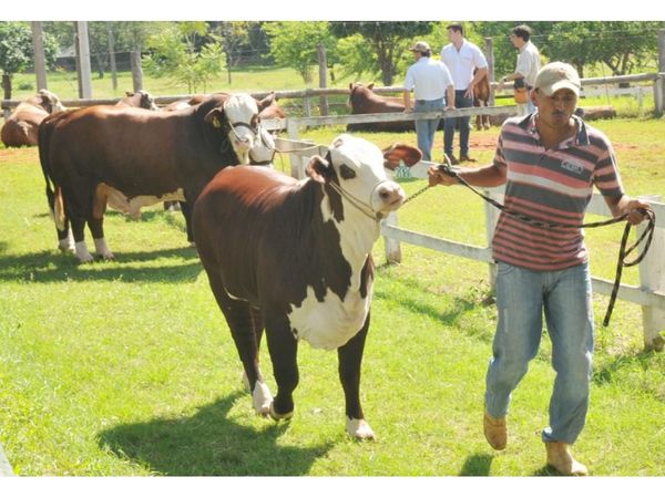 La ARP abre puertas para Expo Braford y Hampshire Down