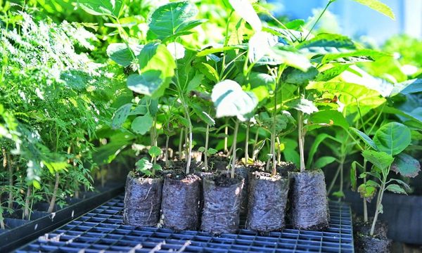 Plantines producidos con tubetes biodegradables son introducidos en parcela recuperada