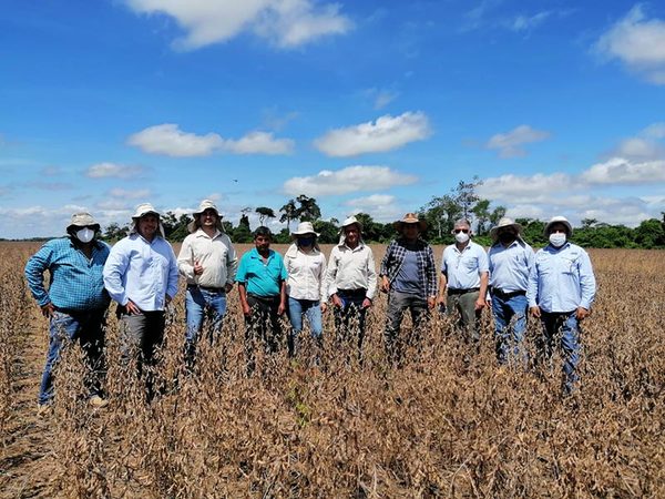 Productores verifican variedades de soja paraguaya sembradas en varias regiones de Bolivia | .::Agencia IP::.