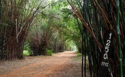 Ante inseguridad en el Botánico, trotan munidos de palos para usarlos como garrotes - Nacionales - ABC Color