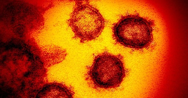 La Nación / El azar y la selección natural, factores clave para las variantes del coronavirus