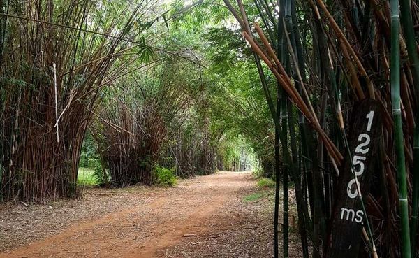 Ministerio Público ya maneja datos del presunto violador y asaltante del Jardín Botánico