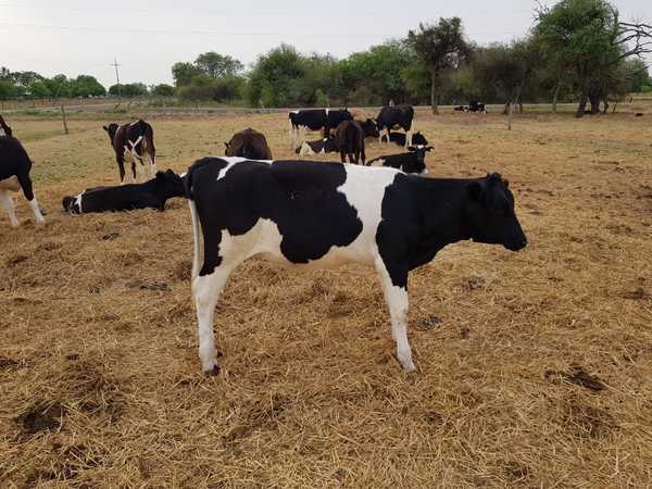 Desafíos de la cría y recría de los reemplazos en hatos lecheros de alta producción