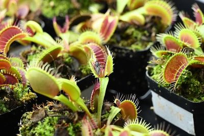 Combinar tecnología y naturaleza para crear “robots-plantas” - Tecnología - ABC Color
