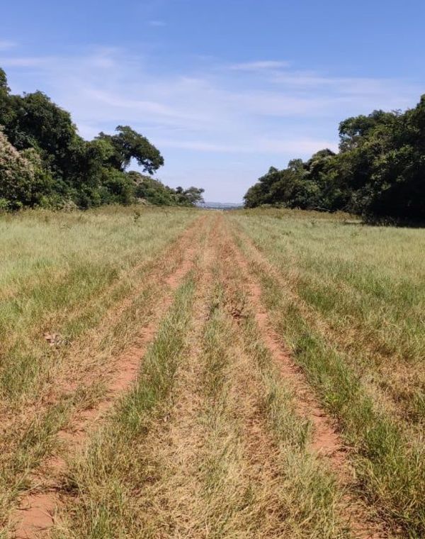 Hallan en Amambay una pista clandestina utilizada para tráfico de drogas - Nacionales - ABC Color