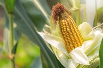 La crisis climática del 2020 fue “un punto de inflexión para la explosión de la agricultura en el Chaco”
