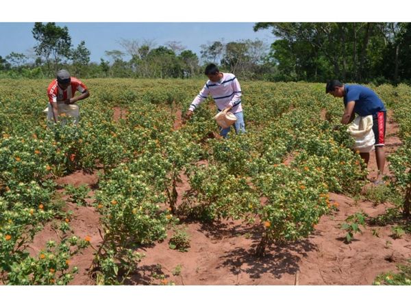 Agricultura Familiar ya tiene viceministro