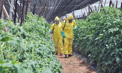 Preparado casero contra insectos en horticultura  - Nacionales - ABC Color