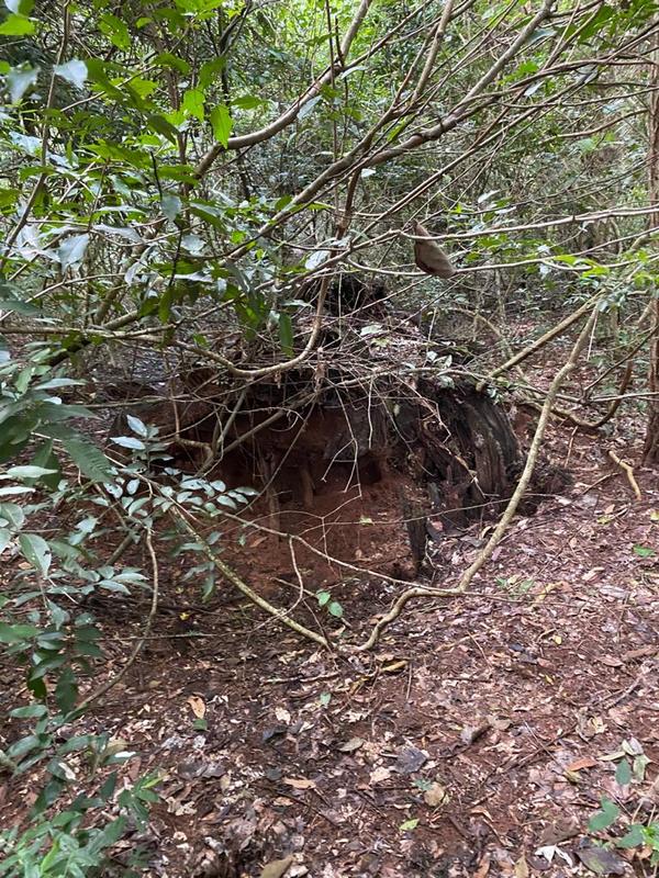 Consideran poco probable que secuestradores hayan acampado en el lugar del hallazgo que hizo la familia Denis - Megacadena — Últimas Noticias de Paraguay