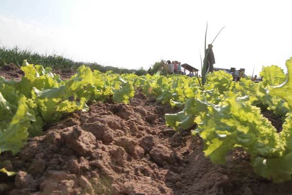 Paraguay y FAO fortalecerán la producción y sostenibilidad de la agricultura, los bosques y uso del suelo | .::Agencia IP::.
