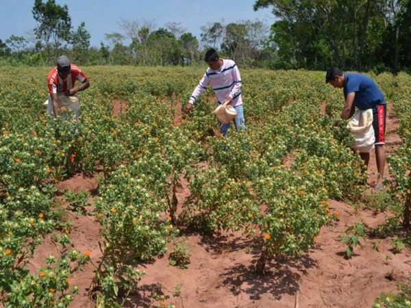 Agricultura Familiar ya tiene viceministro