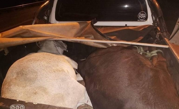 Diario HOY | Robo de animales: hijo de intendentable horqueteño entre los aprehendidos