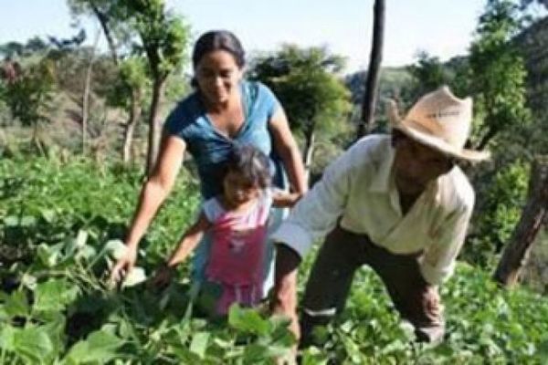 Paraguay y FAO fortalecerán la producción y sostenibilidad de la agricultura, bosques y uso del suelo