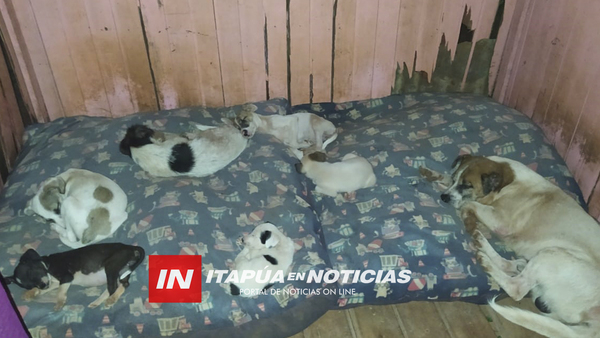 REFUGIO EL ABUELO: ARDUO TRABAJO DE RESCATE Y CUIDADO DE ANIMALES ABANDONADOS Y MALTRATADOS