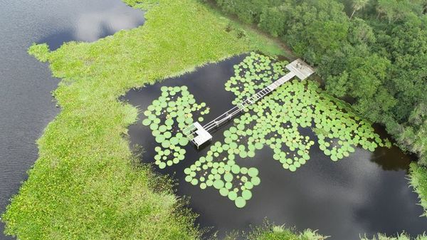 Laguna Cerro muestra nuevo semblante, a un año de su contaminación - Nacionales - ABC Color