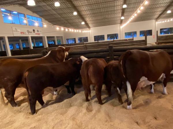 ¡Se abren las porteras! Llegan los Braford para la competencia de la 15° Expo Nacional