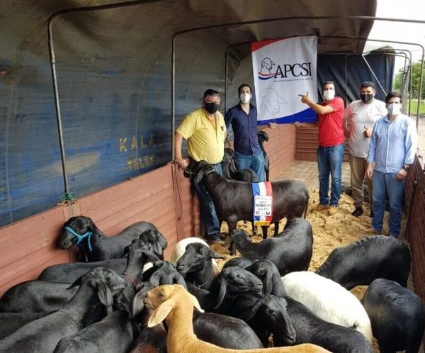 Criadores paraguayos concretaron exportación de Santa Inés a Argentina