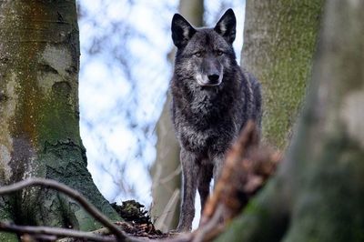 ¿Son los perros lobo buenas mascotas? - Mascotas - ABC Color