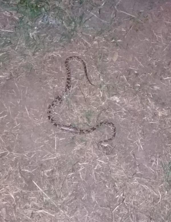 En menos de una semana 3 personas fueron mordidas por la serpiente Yarará