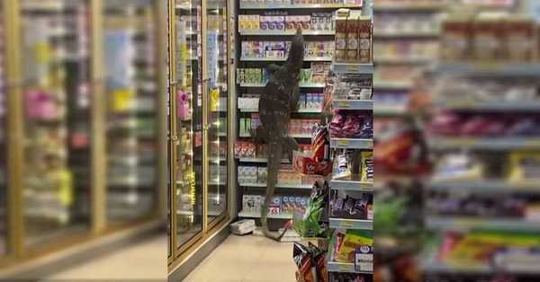 Lagarto gigante causa pánico en un local en Tailandia - C9N