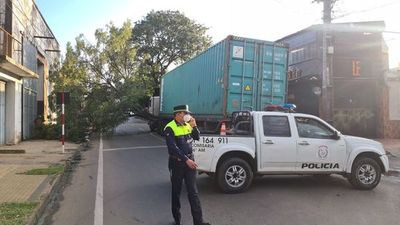 Camión de gran porte derribó un añoso árbol y obligó a desviar el tránsito en zona del Abasto - Nacionales - ABC Color