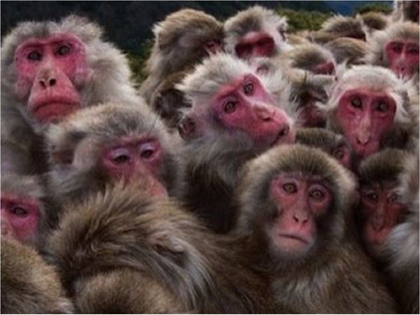 Los macacos se relacionan más tras una catástrofe, según estudio