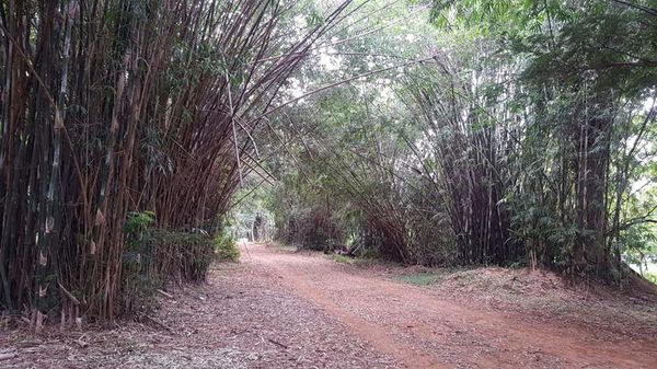 Concejales asuncenos aprobaron la intervención del Jardín Botánico - Nacionales - ABC Color