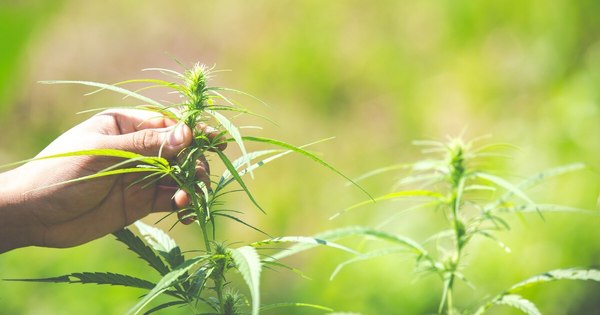 La Nación / Cannapy pide voluntad política a Abdo para que MAG inscriba semillas de cánamo