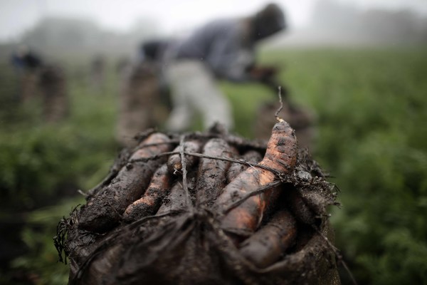 Expertos piden priorizar a agricultores en los sistemas agroalimentarios - MarketData