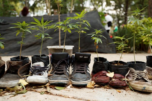 Ven riesgos y pérdidas económicas al retraso de ley sobre marihuana en México - MarketData