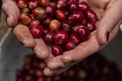 Exportaciones hondureñas de café bajan un 6 % en seis meses de cosecha 2020-2021 - MarketData