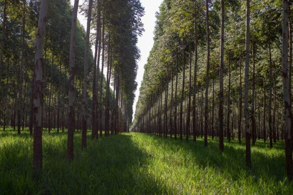 En julio se iniciará la implementación del programa de certificación de biomasa en industrias - Nacionales - ABC Color