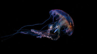 Fotografían por primera vez a una medusa con plástico en el estómago | Ñanduti