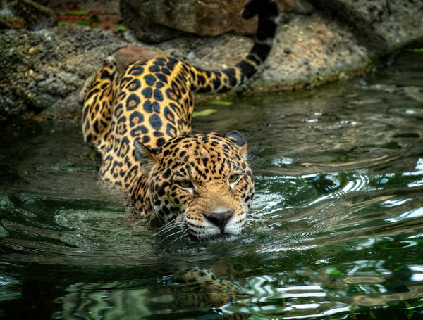 Infiltrados en áreas naturales son una amenaza para los jaguares | Ñanduti