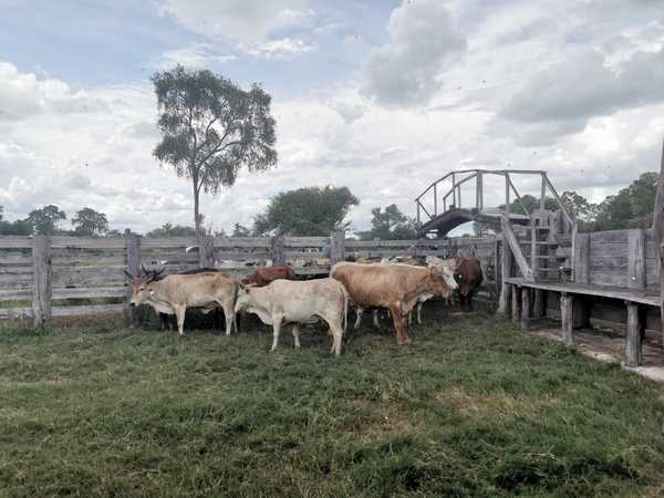 Empresa denuncia desaparición de más de 1.000 animales vacunos | El Independiente