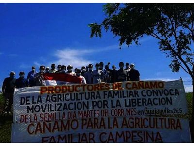 Exigen liberación de semillas de cáñamo