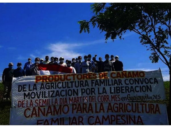Exigen liberación de semillas de cáñamo