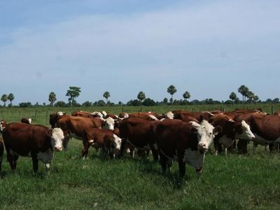 Caída sostenida del dólar preocupa a los productores bovinos