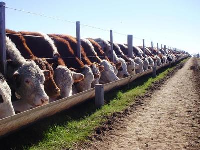 Preocupa a los productores bovinos la caída sostenida del dólar – Prensa 5