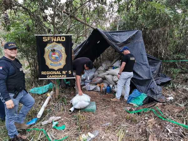Destruyen panes y bolsas de marihuana en Colonia Bella Vista - Noticiero Paraguay