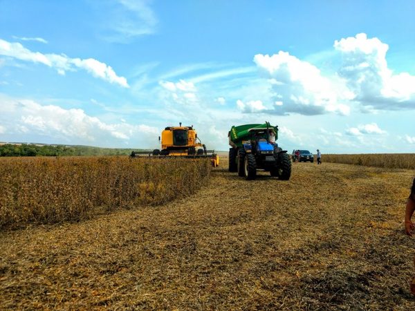 Culmina cosecha de soja en Alto Paraná con rendimiento promedio de 3.000 kg/ha - La Clave