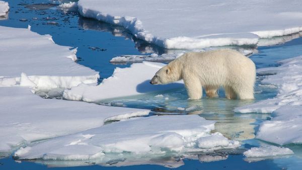 Cambio climático: a falta de focas, los osos polares recurren a los huevos de pato