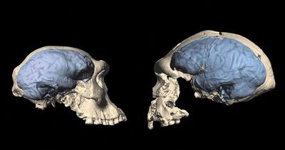 Cerebro humano se desarrolló más tarde de lo que se creía - Ciencia - ABC Color