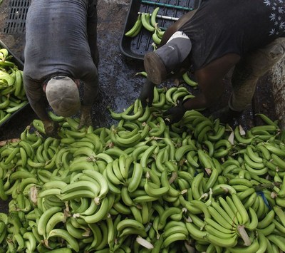 Ecuador libre de la plaga Fusarium Foc R4T, ofrece ayuda a Perú si detecta el hongo - MarketData