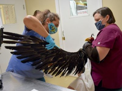 Rescatan a un águila calva herida en zona salvaje de Florida, Estados Unidos
